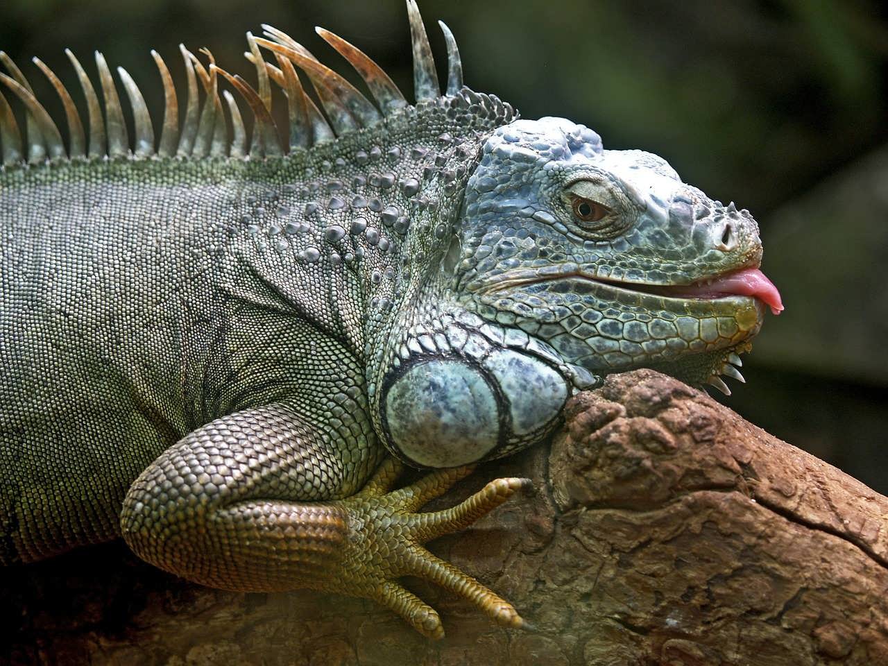 iguana afrika